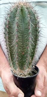 Like this one, trying to get a hold on that not so fertile looking soil. Pin On Etsy Live Houseplants More