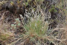 Image result for Tricholaena