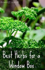 Check spelling or type a new query. Best Herbs For A Window Box Isavea2z Com