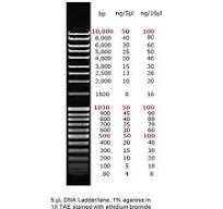 Apex Quantitative DNA Ladders (I, II, III)