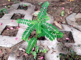 Image result for Phyllanthus amarus