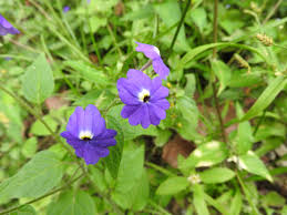 Image result for Browallia americana