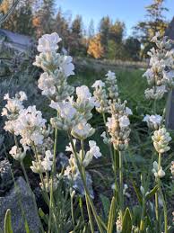 Image result for Antizoma angustifolia