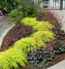 Aureola Japanese Forest Grass Japanese Garden Landscape Front Yard Landscaping Design Japanese Garden
