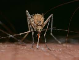 Mosquito mike provides effective and reliable mosquito and tick control services for residents in south eastern massachusetts and rhode island. 10 Best Mosquito Repellent For Yard 2021 Reviews Patio Lawn Garden