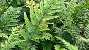 Image result for Polystichum sinense