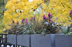 Balkonkasten Beton Mit Herbstbepflanzung Bepflanzung Herbstbepflanzung Balkonkasten Bepflanzen