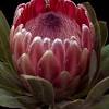 Proteas of hawaii is located on the slopes of the dormant volcano haleakala in the cool east maui uplands. 1