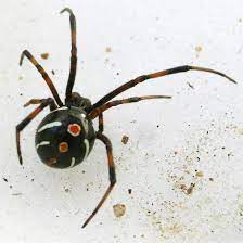 Pin On Spiders Scorpions