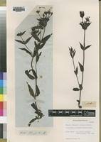 Image result for Conostomium natalense