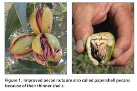 Pecans trees need two varieties to pollinate each other, but they're pollinated by the wind. Texas Fruit And Nut Production Improved Pecans How To Grow Pecans