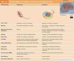 identifying differences between prokaryotes and eukaryotes