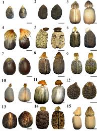 Image result for Euphorbia guerichiana