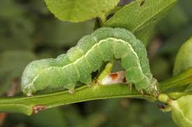 Image result for Syngrapha interrogationis