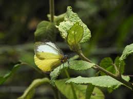 Image result for Phragmanthera usuiensis