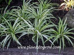Image result for Chlorophytum silvaticum