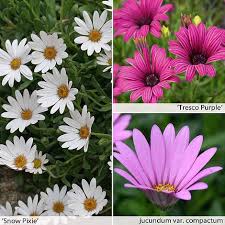 Many of the plants sold today under the names african daisy or osteospermum are cultivars and hybrids derived from o. Osteospermum Collection Hardy Plug Plants Thompson Morgan