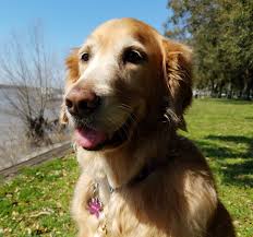 Get a boxer we have a charming litter of golden retriever puppies looking for new homes puppies are sweet, playful, healthy puppies are socialized vet. Mississippi River Thek9harperlee