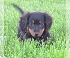 When it comes to miniature dachshund puppies we are sure you'll agree there is nothing sweeter (well except grandchildren and that is a whole new story!) View Ad Dachshund Puppy For Sale Near Iowa Le Mars Usa Adn 131720