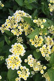 Lantana Sunny Side Up Ppaf Lantana Plants Rabbit Resistant Plants