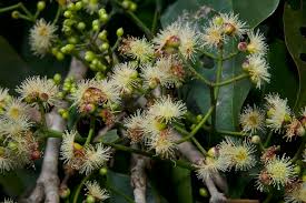 Image result for Syzygium niassense