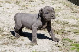 So, the best tip to save money when shopping. The Cane Corso Breed A Great Dog For A Life Of Solitude Pethelpful