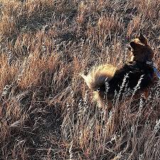 San luis reservoir, o'neill forebay, and los banos creek reservoir are part of the system of reservoirs, aqueducts, power plants, and pumping stations operated under the california state water. Stausee Bild Von San Luis Reservoir State Recreation Area Gustine Tripadvisor