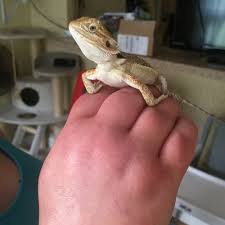 You can help your dragon minimize this scratching behavior by using a good background that wraps around the back and sides of their tank. Anyone Else S Dragon Walk And Stand On Their Wrist Bearded Dragon Org