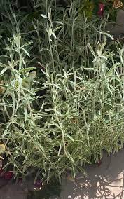 Image result for Pseudognaphalium oligandrum