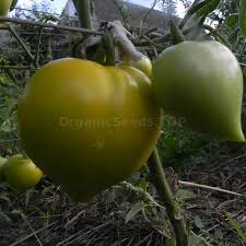 We did not find results for: Winter Heart Organic Tomato Seeds Shipping Is Free For Orders Over 35
