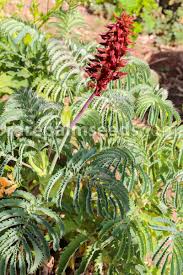 Image result for Melianthaceae