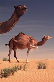 There are two types of camels: When And Where Were Camels Domesticated