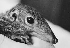 Poor thing is having a bit of an existential crisis. Tupai