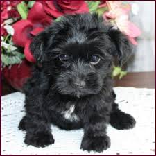 Black And Tan Yorkie Poo Full Grown Yorkipoo Yorkie Poodle Yorkiepoo Puppies For Sale Iowa Yorkie Poodle Yorkie Poo Yorkie Poo Puppies