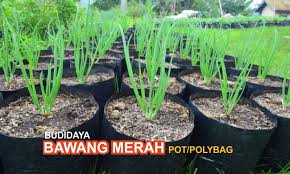 Satu polybag bisa untuk menanam maksimal dua batang. Budidaya Bawang Merah Menggunakan Pot Polybag Unsurtani Com