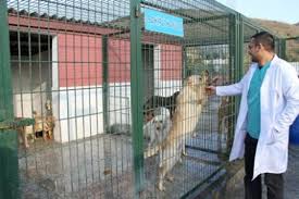 Basaksehir De Hayvanlara Sefkat Barinagi Haberi