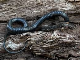 Image result for Pycnostachys reticulata