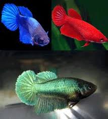 Female Bettas Females Can Be Just As Colorful As The Males They Are Full Of Personality Flare And You Can Keep Several In Betta Betta Fish Fish Tank Plants