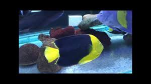 Maybe you would like to learn more about one of these? 74ç¾Žåœ‹çŸ³ç¾Žäºº è‡ºç£ é¦™æ¸¯ Holacanthus Tricolor Rock Beauty Angelfish 20130503 Youtube
