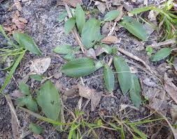 Image result for Volusia resupinata