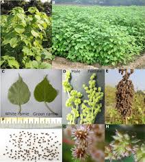 Image result for Boehmeria nivea