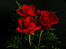 Image result for red roses