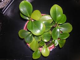 Planting succulents planting flowers pruning plants rubber plant care snake plant care water plants cactus plants pot plants inside plants. Peperomia Obtusifolia American Rubber Plant Baby Rubberplant Baby Rubber Plant Pepper Face Rhynchophorum North Carolina Extension Gardener Plant Toolbox