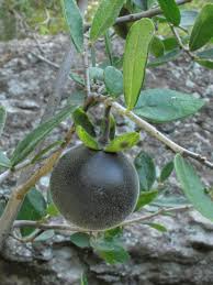 Image result for Diospyros sp. no. 1 sensu FZ