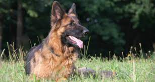 As with any other breed, reputable breeders and early and consistent training determine the dog's personality. German Shepherd Dog Breed Essential Facts Temperament And Care Info