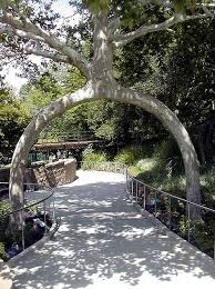 Arboles Raros 41 By Tallerarboles Via Flickr Peter Cook And Becky Northey Of Queensland A Fotografia De Arboles Plantacion De Arboles Escultura Del Arbol
