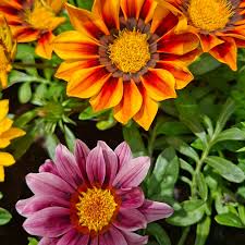 Image result for Diplacrum africanum