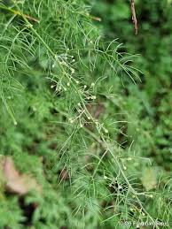 Image result for Asparagus racemosus