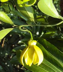 Image result for Artabotrys likimensis