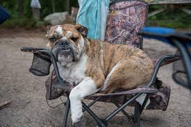 With the lowest prices online, cheap shipping rates and local. Camping Chair For Dogs Review Buying Guide Campr Click